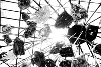 Cameron Jamie; Inner Planets Alter Botanischer Garten, Palmenhaus