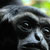<br /><span class="tit">Gibbons ganz nahe, Züri Zoo</span><span class="desc">Gibbons ganz nahe, Züri Zoo</span><br /><div class="meta"><span class="aperture" title="Blende">aperture: </span><span class="time" title="Zeit">time: </span><span class="iso" title="Empfindlichkeit">iso: </span></div>