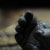 <br /><span class="tit">Der Fuss eiens Gorillas, Züri Zoo</span><span class="desc">Der Fuss eiens Gorillas, Züri Zoo</span><br /><div class="meta"><span class="aperture" title="Blende">aperture: </span><span class="time" title="Zeit">time: </span><span class="iso" title="Empfindlichkeit">iso: </span></div>