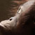 <br /><span class="tit">Orang uta beim Essen, Züri Zoo</span><span class="desc">Orang uta beim Essen, Züri Zoo</span><br /><div class="meta"><span class="aperture" title="Blende">aperture: </span><span class="time" title="Zeit">time: </span><span class="iso" title="Empfindlichkeit">iso: </span></div>