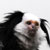 <br /><span class="tit">Weissgesicht-Seidenäffchen sitzt am Rand, Züri Zoo</span><span class="desc">Weissgesicht-Seidenäffchen sitzt am Rand, Züri Zoo</span><br /><div class="meta"><span class="aperture" title="Blende">aperture: </span><span class="time" title="Zeit">time: </span><span class="iso" title="Empfindlichkeit">iso: </span></div>