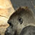 <br /><span class="tit">Gorilla der auf Futter wartet, Züri Zoo</span><span class="desc">Gorilla der auf Futter wartet, Züri Zoo</span><br /><div class="meta"><span class="aperture" title="Blende">aperture: </span><span class="time" title="Zeit">time: </span><span class="iso" title="Empfindlichkeit">iso: </span></div>