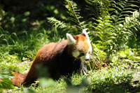Zürich Zoo; Kleiner Panda Zürich Zoo; Kleiner Panda