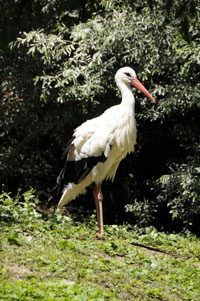 Züri Zoo; Der Storch Züri Zoo 2011; Der Storch