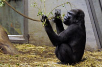 Patentag im Zürich Zooh, im Affenhaus Patentag im Zürich Zooh
