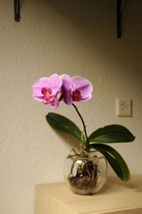 Orchideen (Orchidaceae) Orchideen (Orchidaceae)