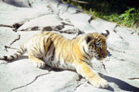 Zooh im August: Armurtiger Zooh im August: Armurtiger