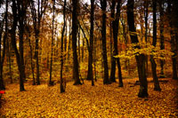 Indian Summer im Altstetter-Wald Indian Summer